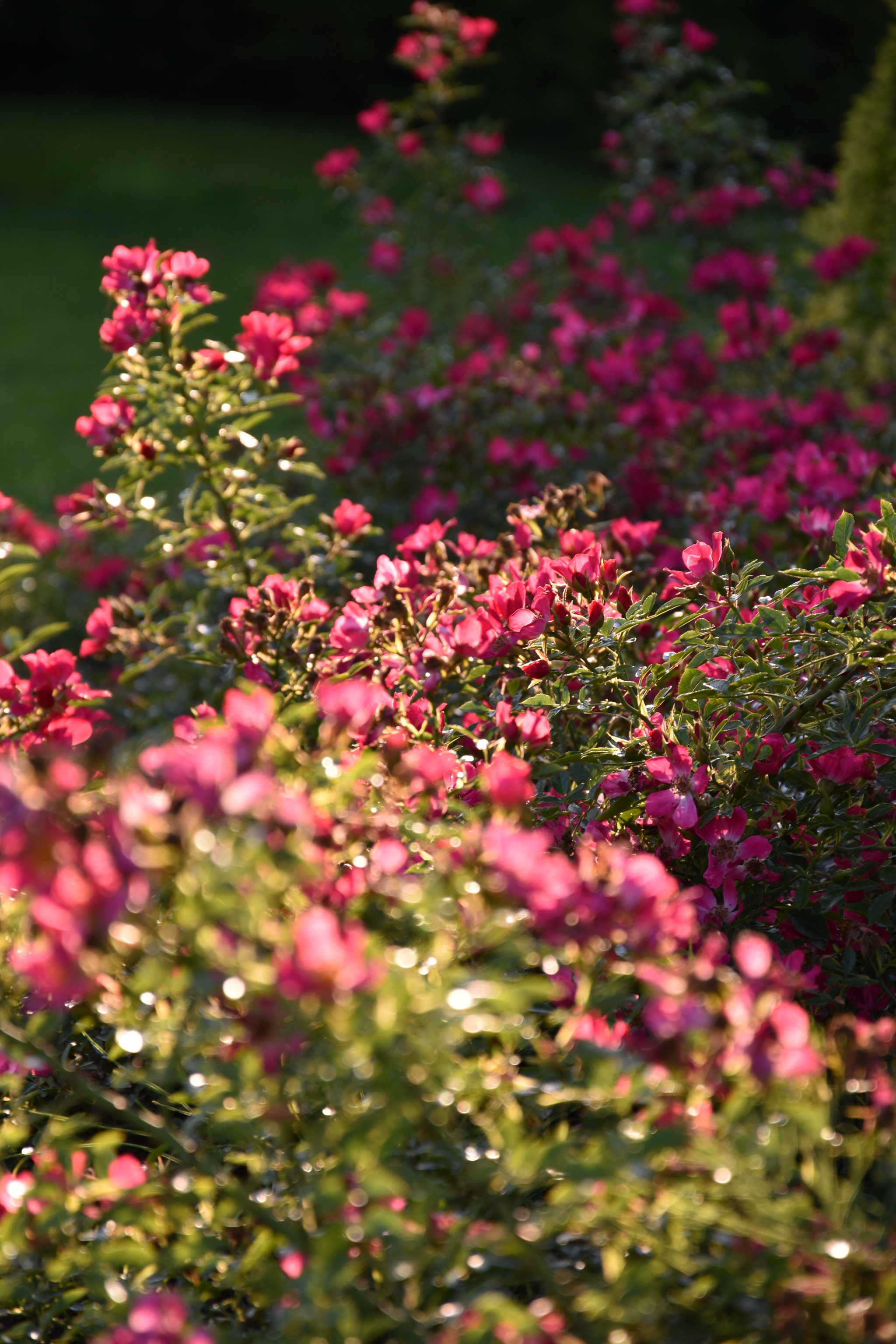 Nikon D5600 sample photo. Golden hour flowers photography