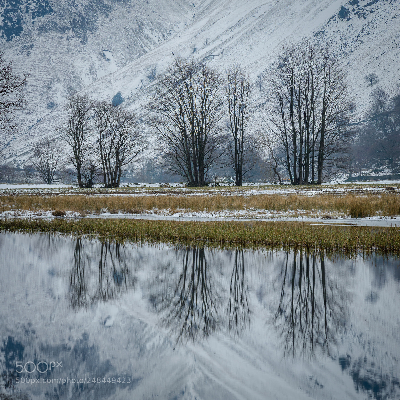 Nikon D610 sample photo. Naked trees photography