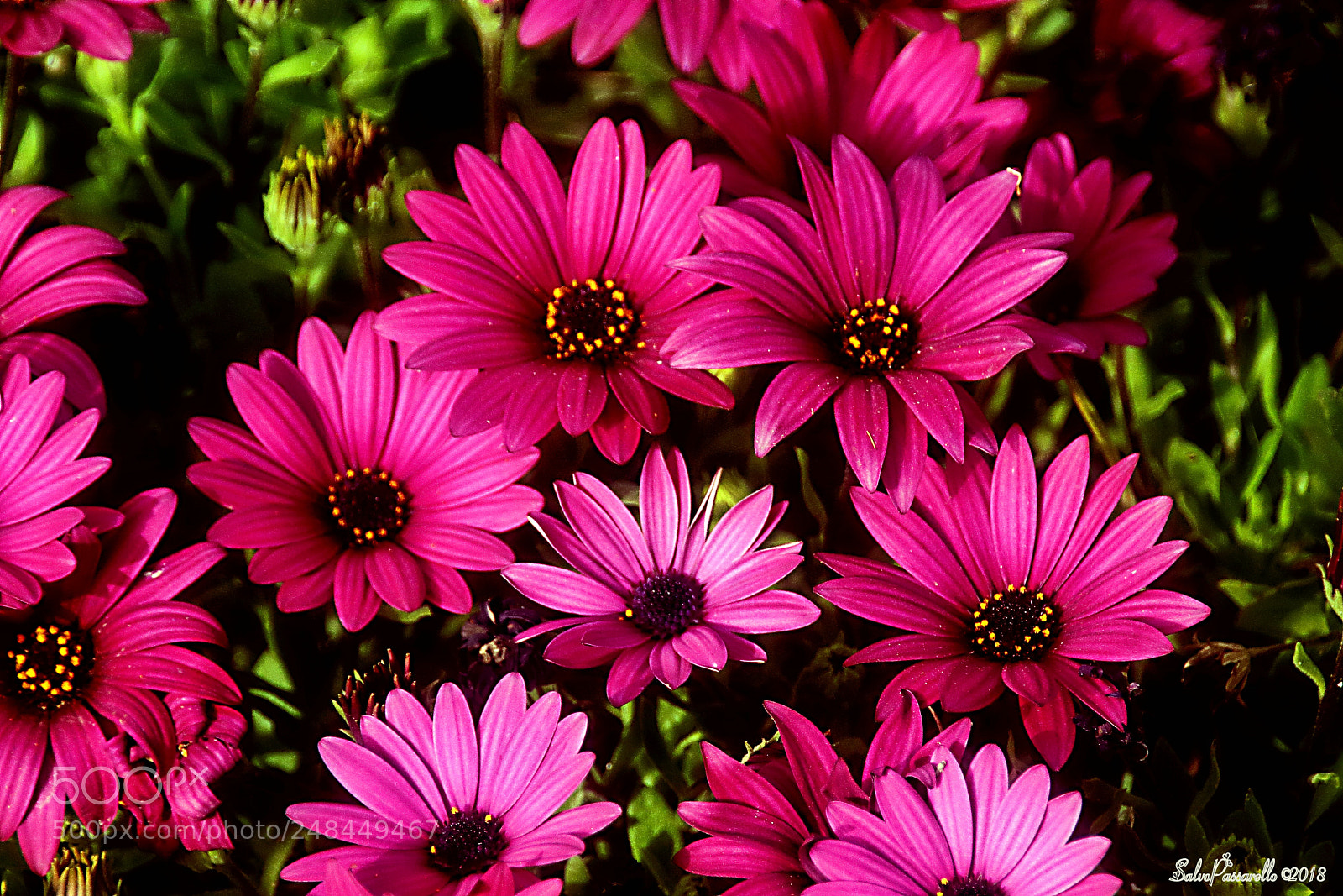 Canon EOS 100D (EOS Rebel SL1 / EOS Kiss X7) sample photo. Flowers among the green photography