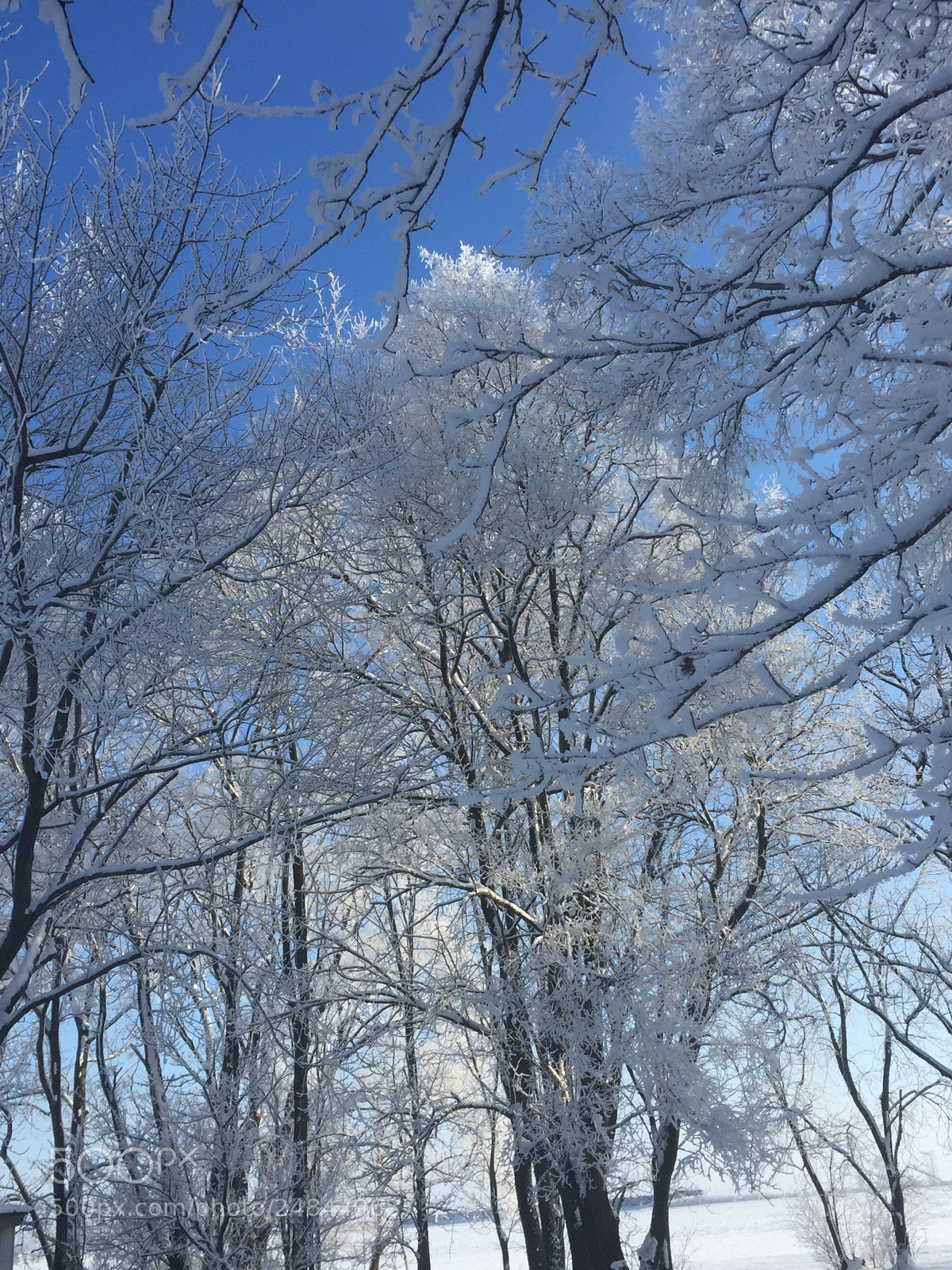 Apple iPhone 6 sample photo. Biggest snowfall photography