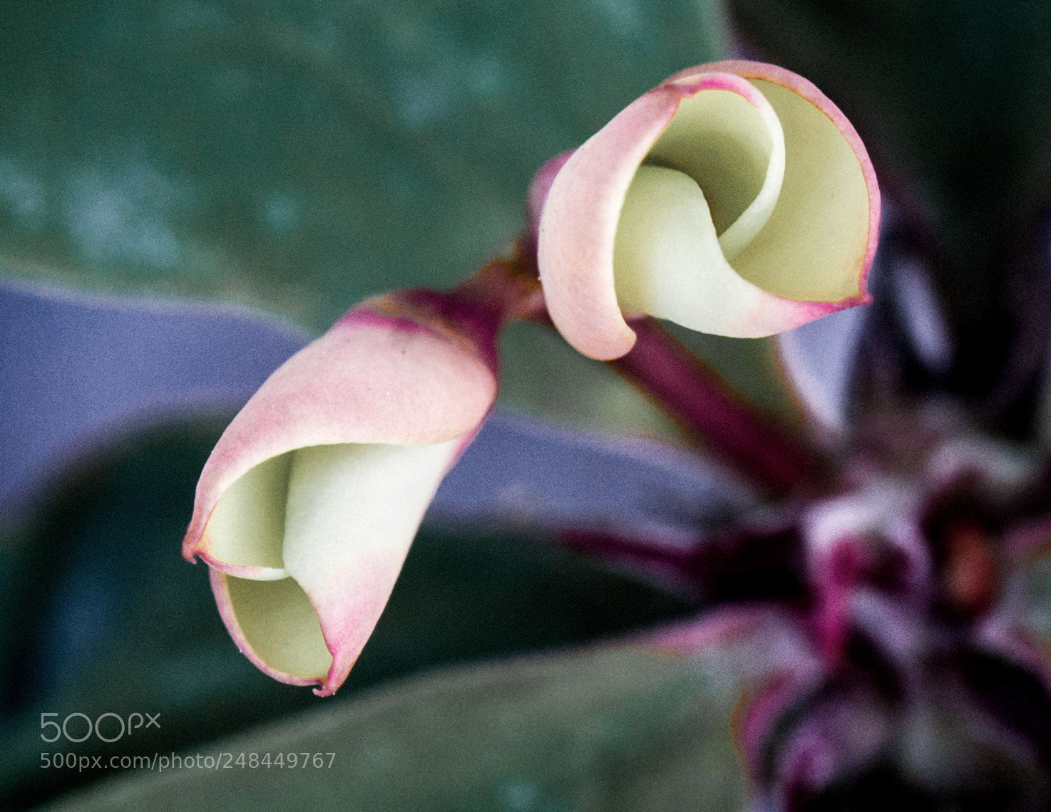Nikon D800 sample photo. Flower0253 photography