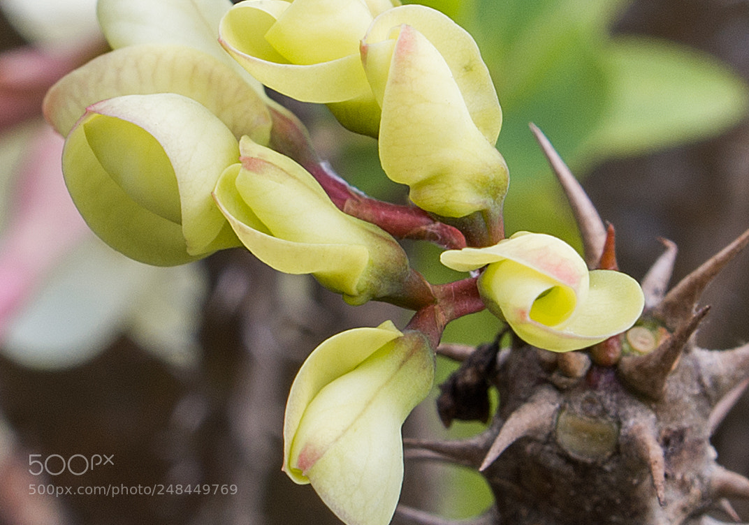 Nikon D800 sample photo. Flower0253 photography
