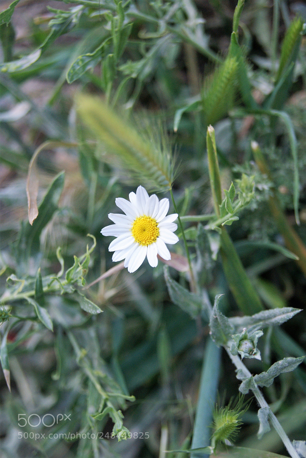 Sony Alpha DSLR-A230 sample photo. Beautiful loneliness photography
