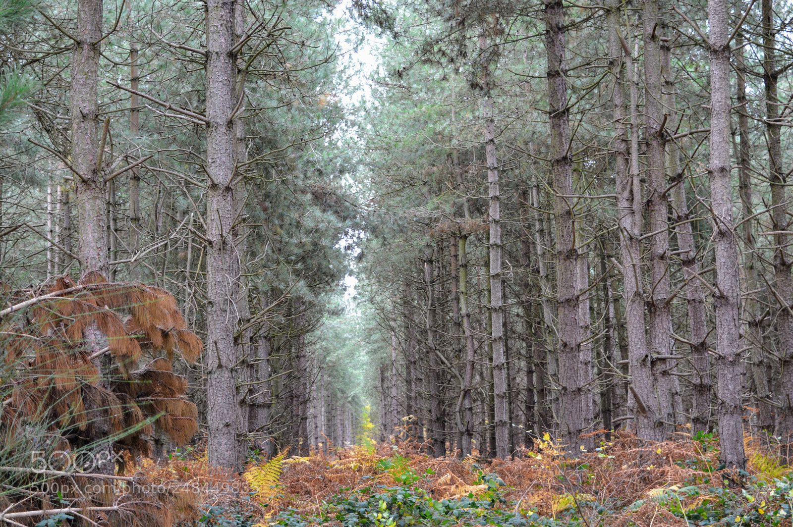 Nikon D3200 sample photo. Rendlesham forest photography