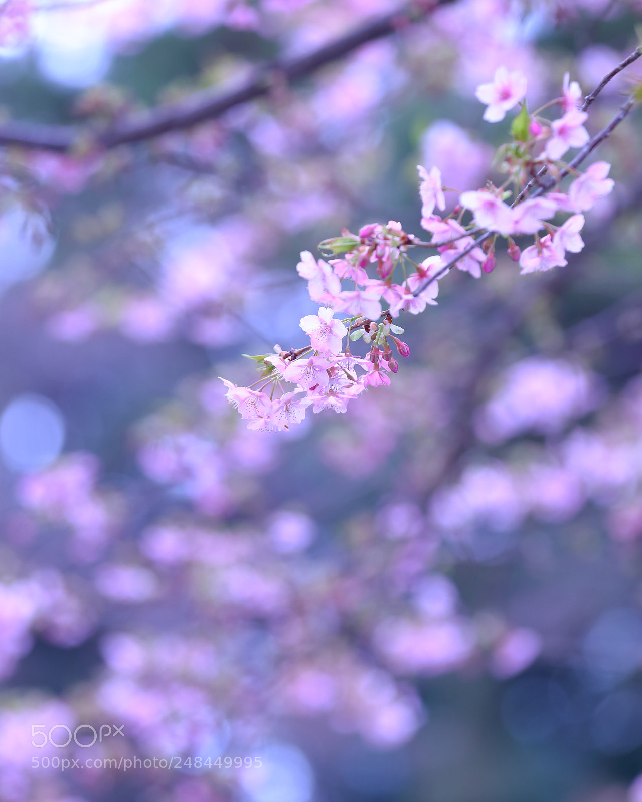 Canon EF 70-200mm F2.8L IS II USM sample photo. Cherry blossoms photography