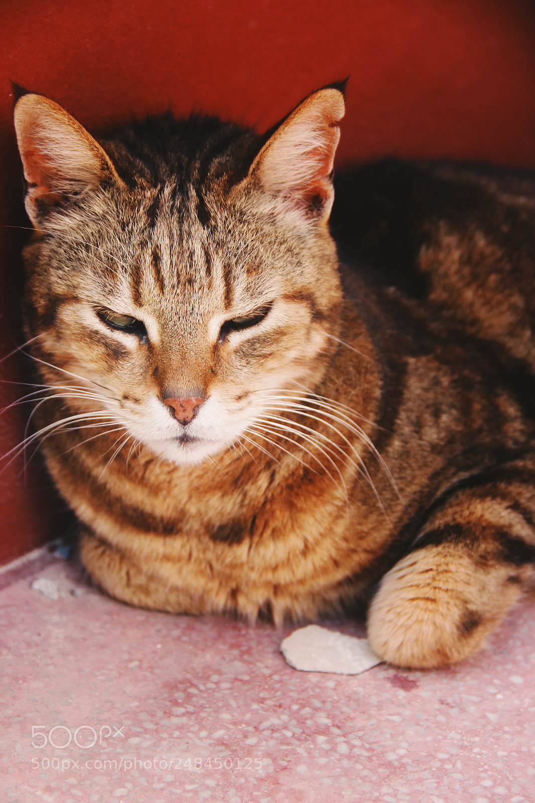 Canon EOS 600D (Rebel EOS T3i / EOS Kiss X5) sample photo. Cat in malta photography