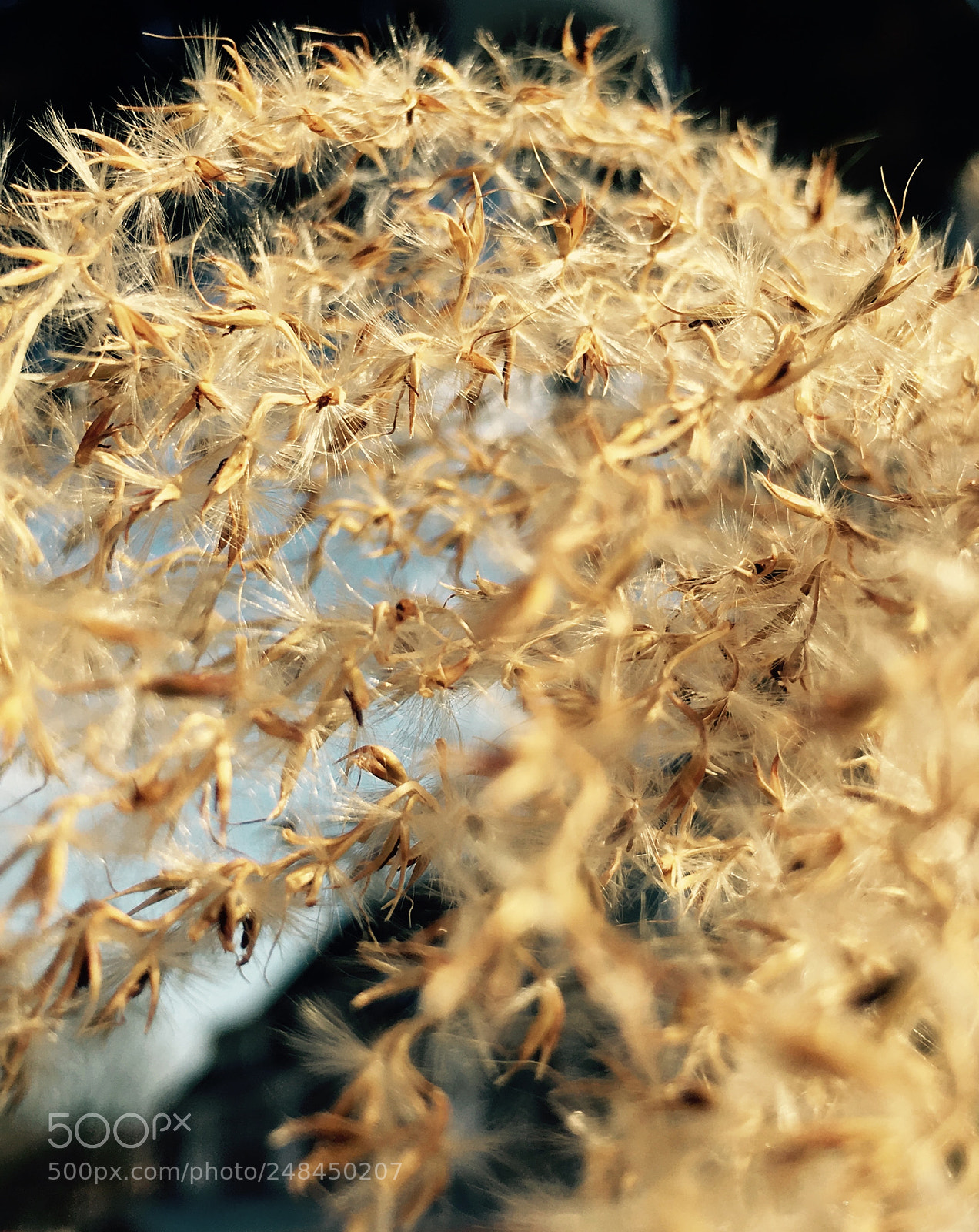 Apple iPhone 6s sample photo. In gold photography