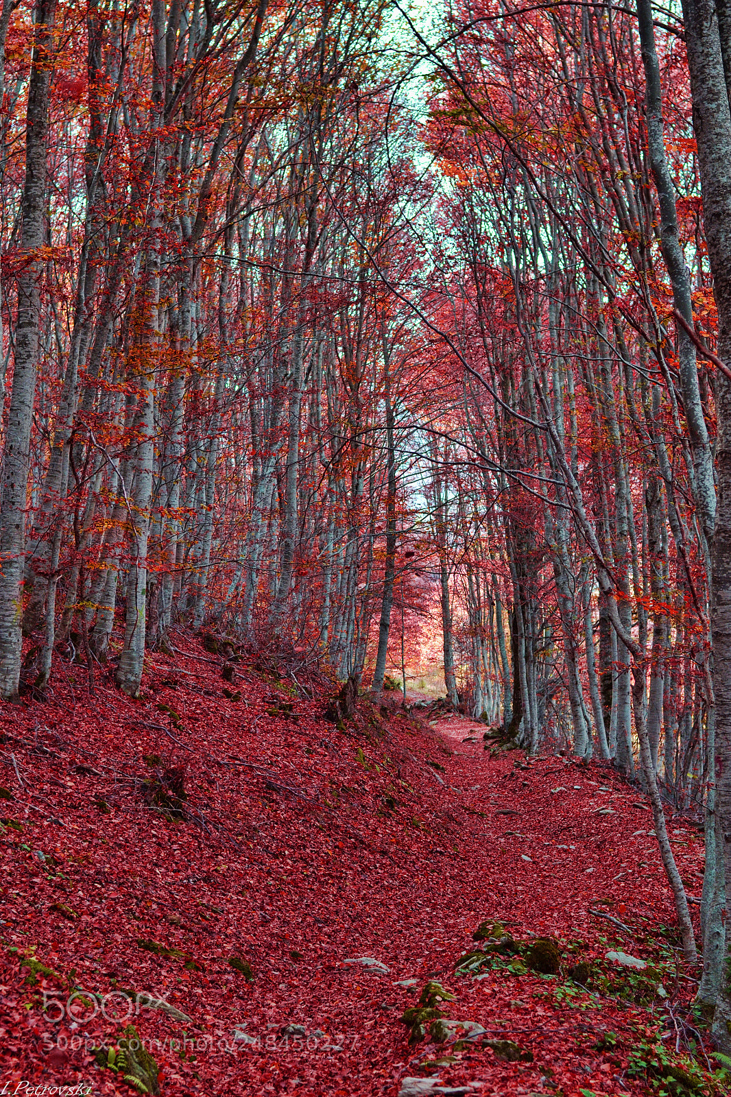 Nikon D3100 sample photo. Road forest photography