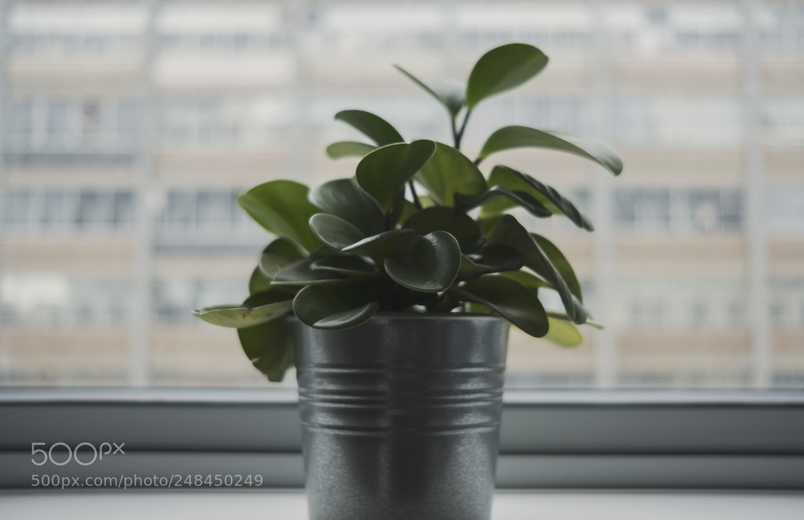 Fujifilm X-T2 sample photo. Plant in chabs photography