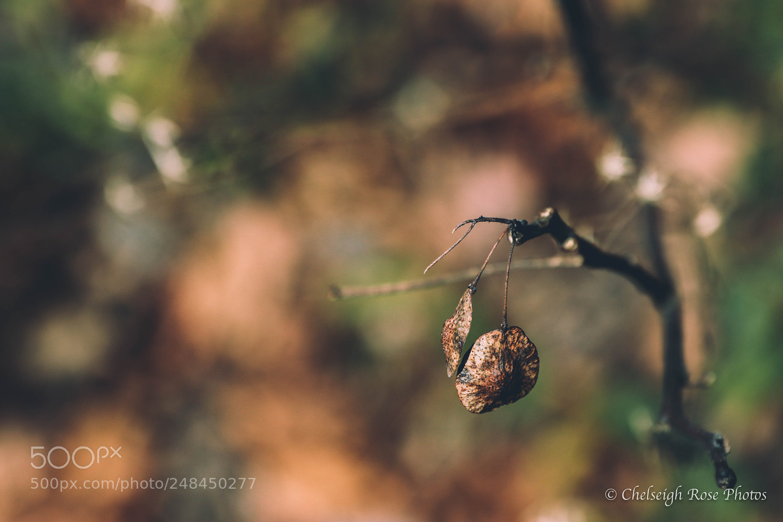 Canon EOS 80D sample photo. Seeds of the season photography