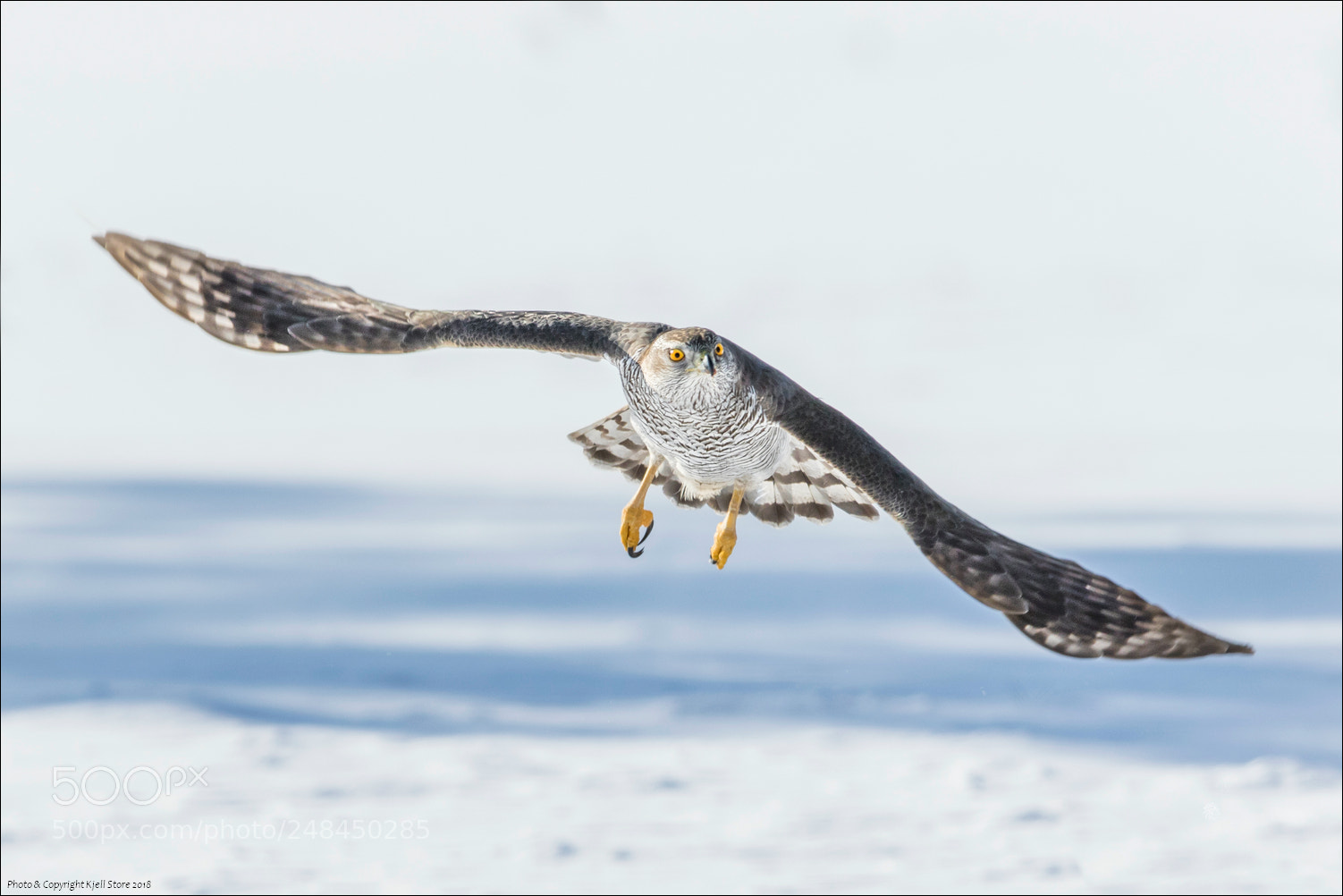 Canon EOS 7D Mark II sample photo. Northern goshawk hunting photography
