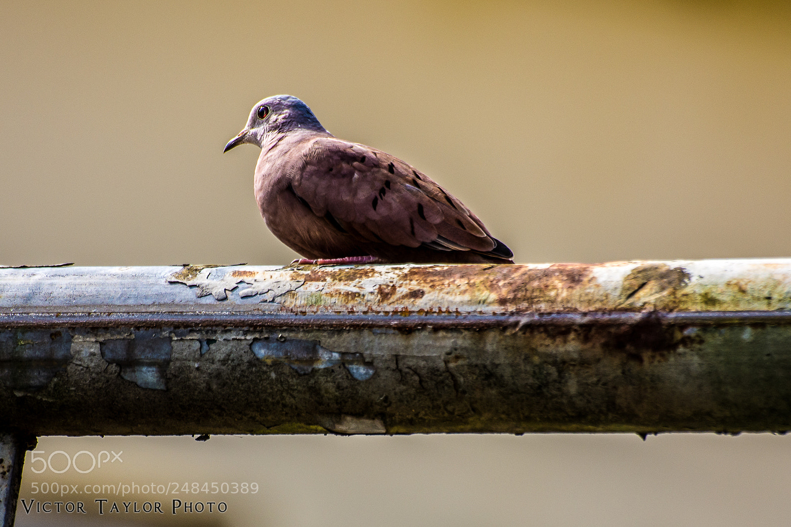 Nikon D7100 sample photo. He gets to fly photography