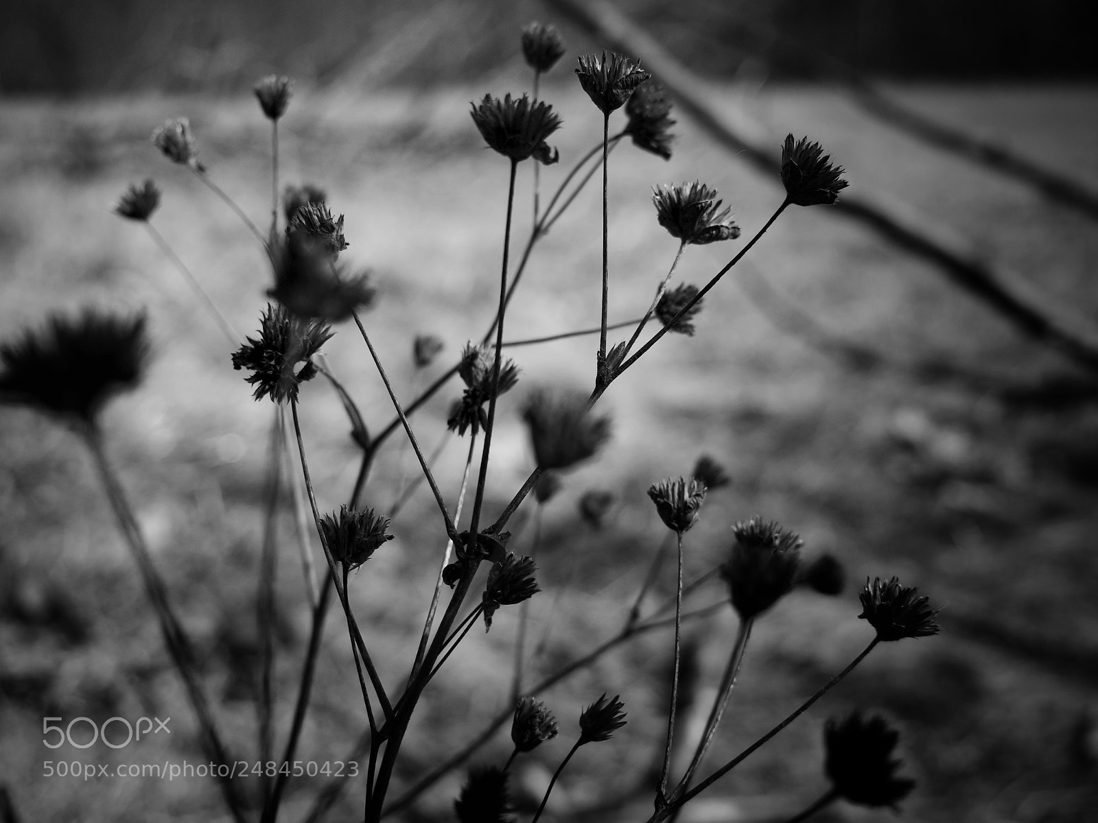 Sony Alpha a3500 sample photo. Untitled photography