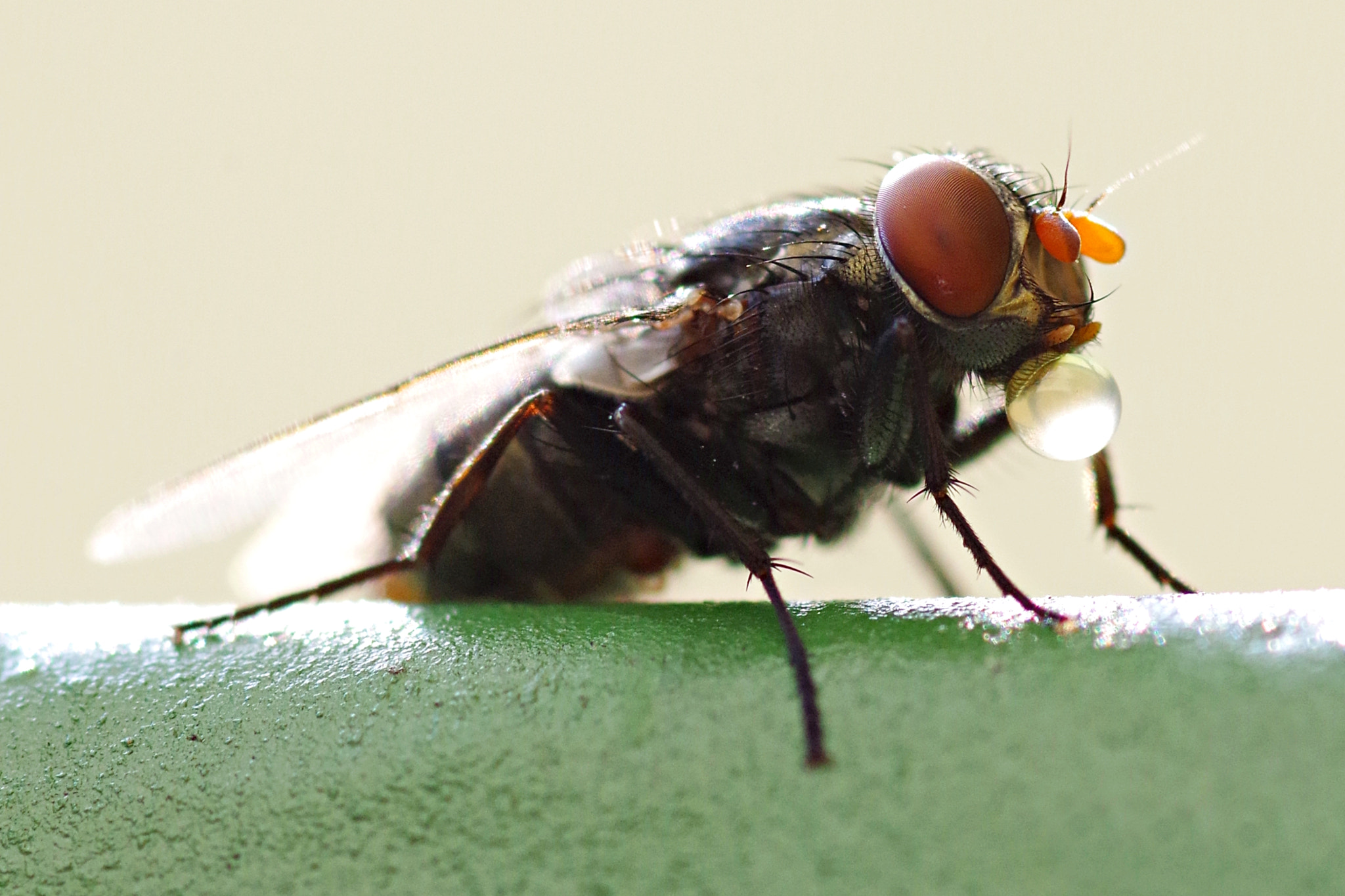 Pentax K-S2 + Pentax smc D-FA 100mm F2.8 Macro WR sample photo. La mosca y la burbuja photography