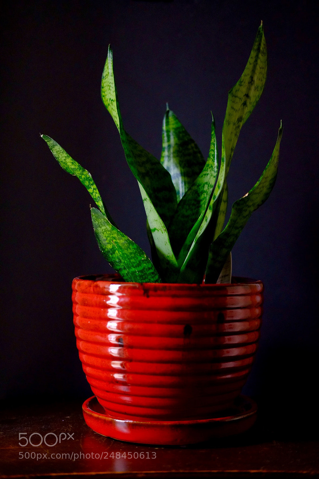 Fujifilm X-T20 sample photo. Mother-in-law’s tongue photography