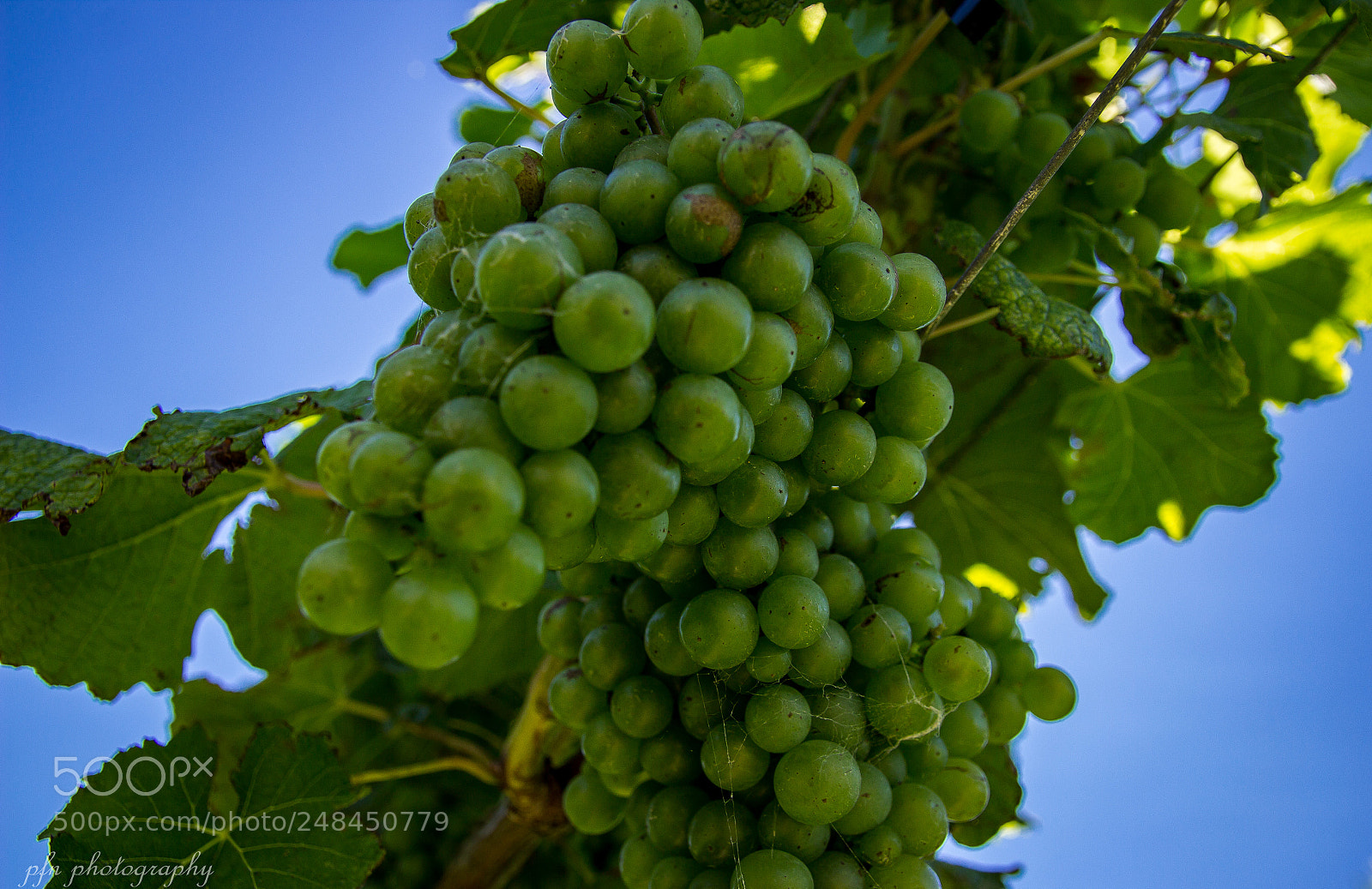 Canon EOS 1200D (EOS Rebel T5 / EOS Kiss X70 / EOS Hi) sample photo. Grapevine photography