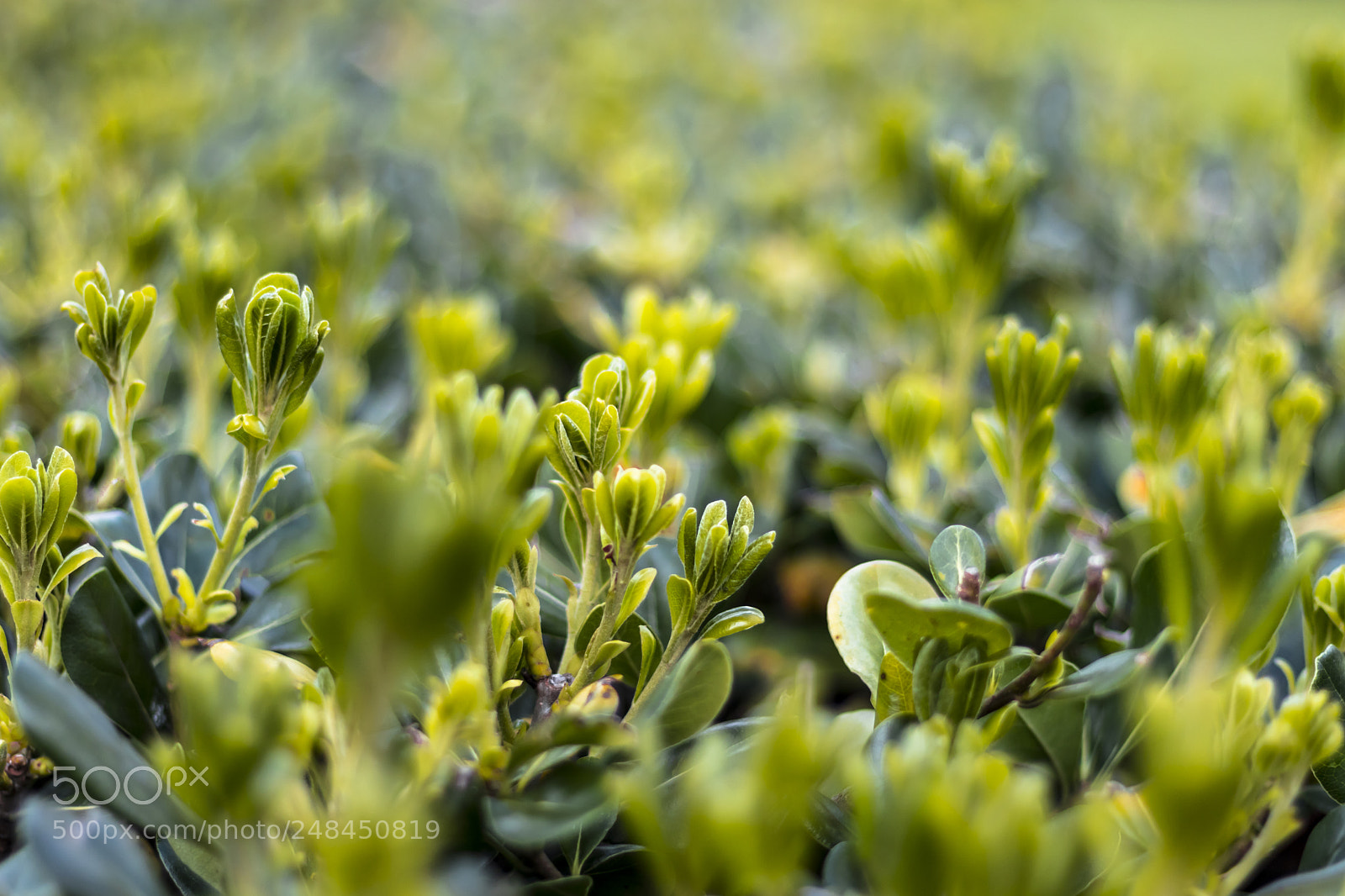 Canon EOS 80D sample photo. Green photography