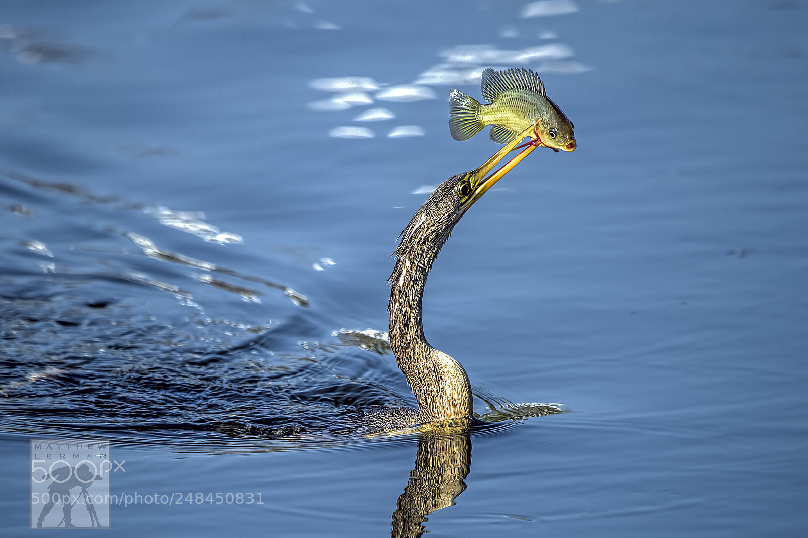 Nikon D810 sample photo. Fish  1659 photography