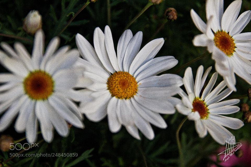 Canon EOS 600D (Rebel EOS T3i / EOS Kiss X5) sample photo. Flores / flowers photography