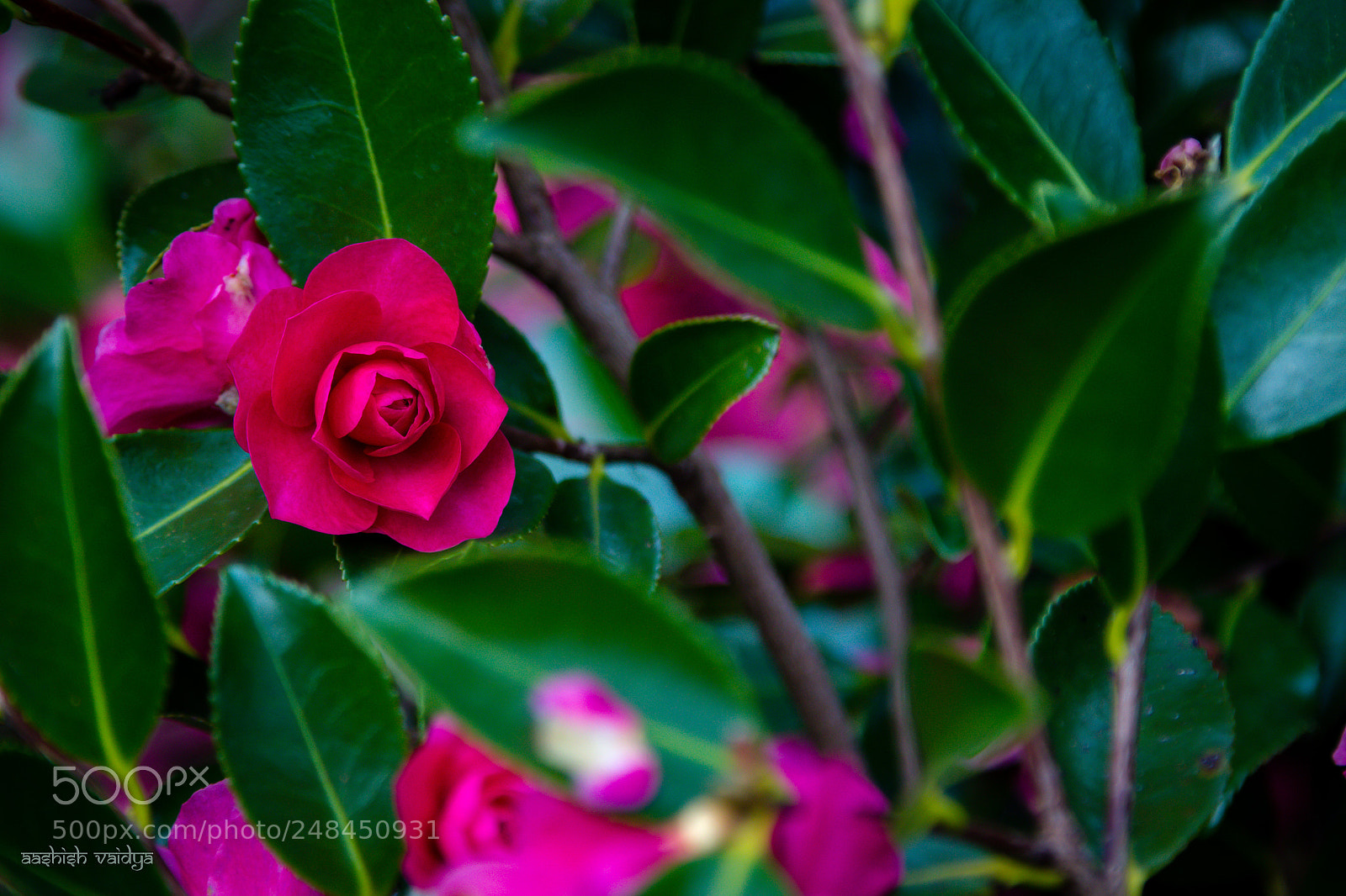 Canon EOS 600D (Rebel EOS T3i / EOS Kiss X5) sample photo. Camellia photography