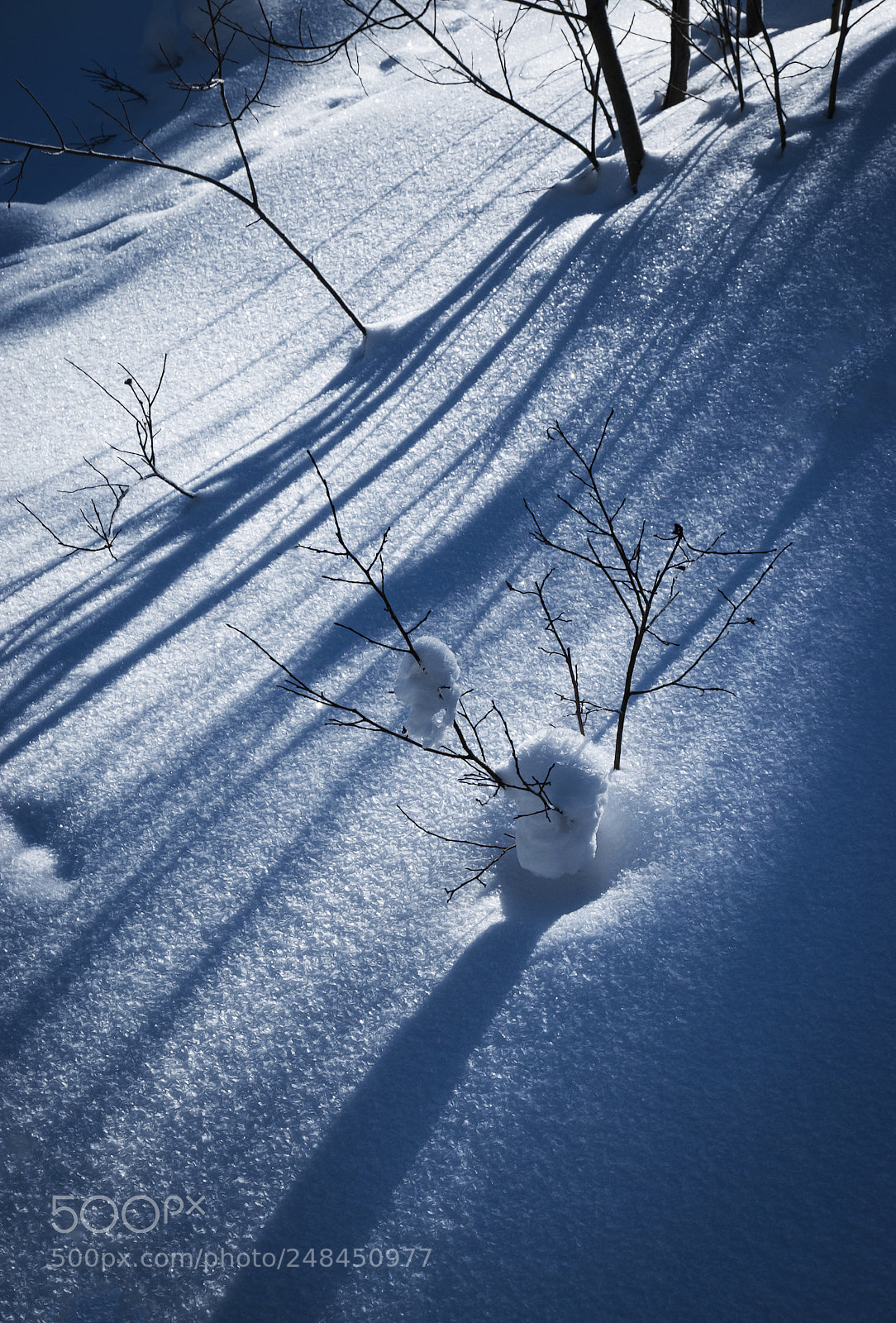 Nikon D5500 sample photo. Long shadows on snow photography
