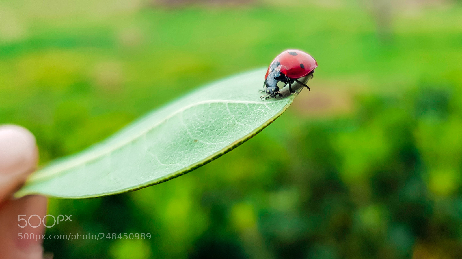 Samsung Galaxy S8+ sample photo. Red lady.jpg photography