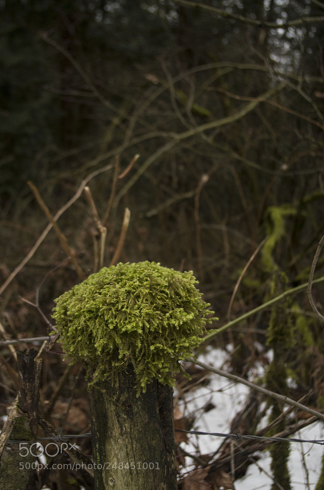 Pentax K-50 sample photo. Chilliwack - riverside walks photography