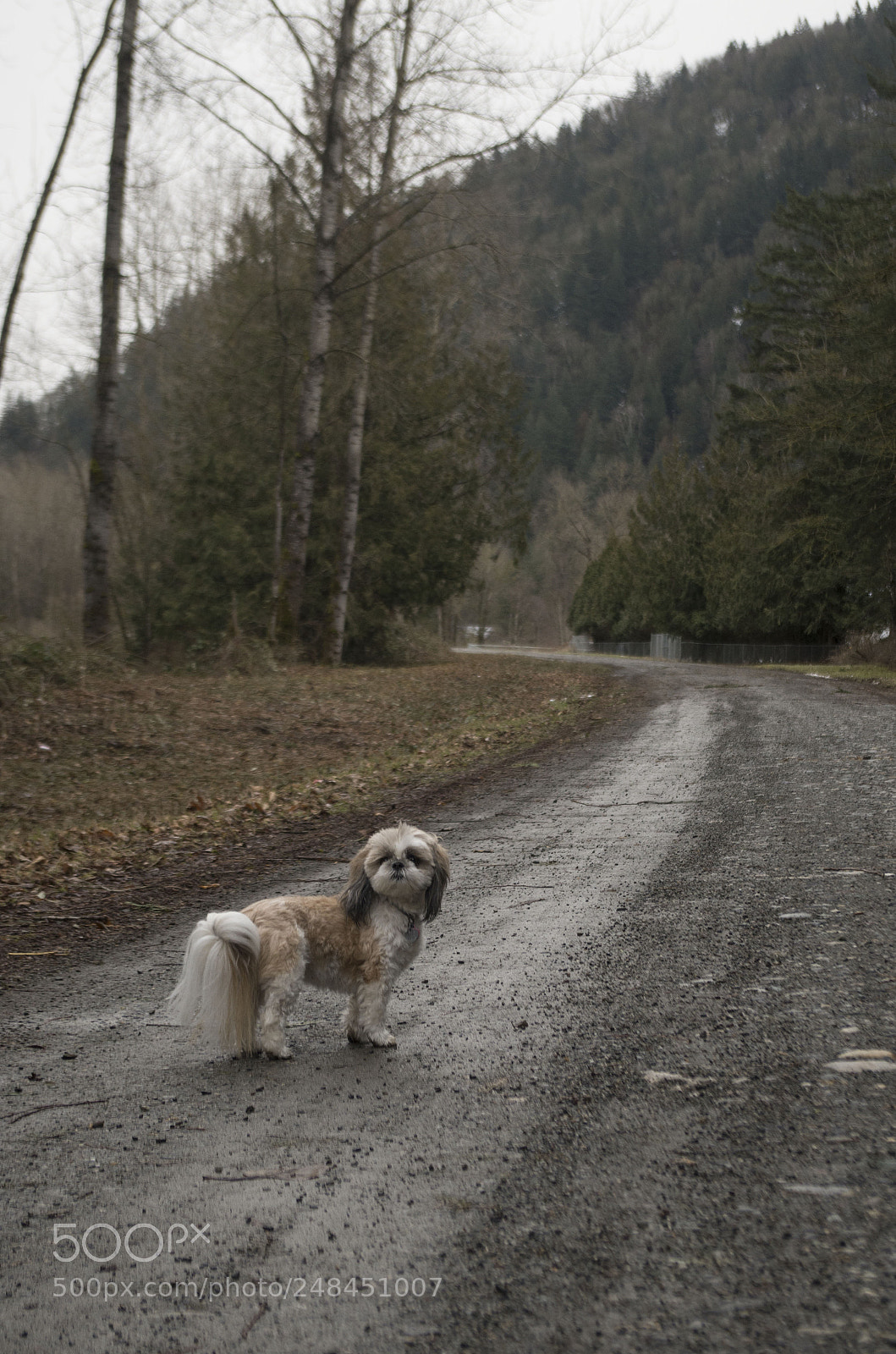 Pentax K-50 sample photo. Chilliwack - riverside walks photography