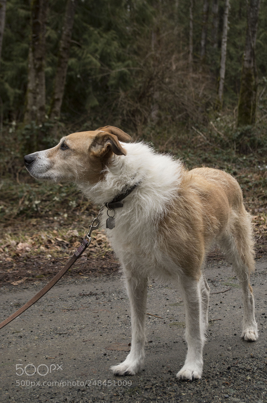 Pentax K-50 sample photo. Chilliwack - riverside walks photography