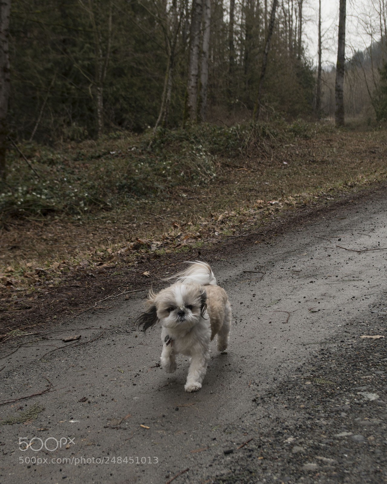 Pentax K-50 sample photo. Chilliwack - riverside walks photography