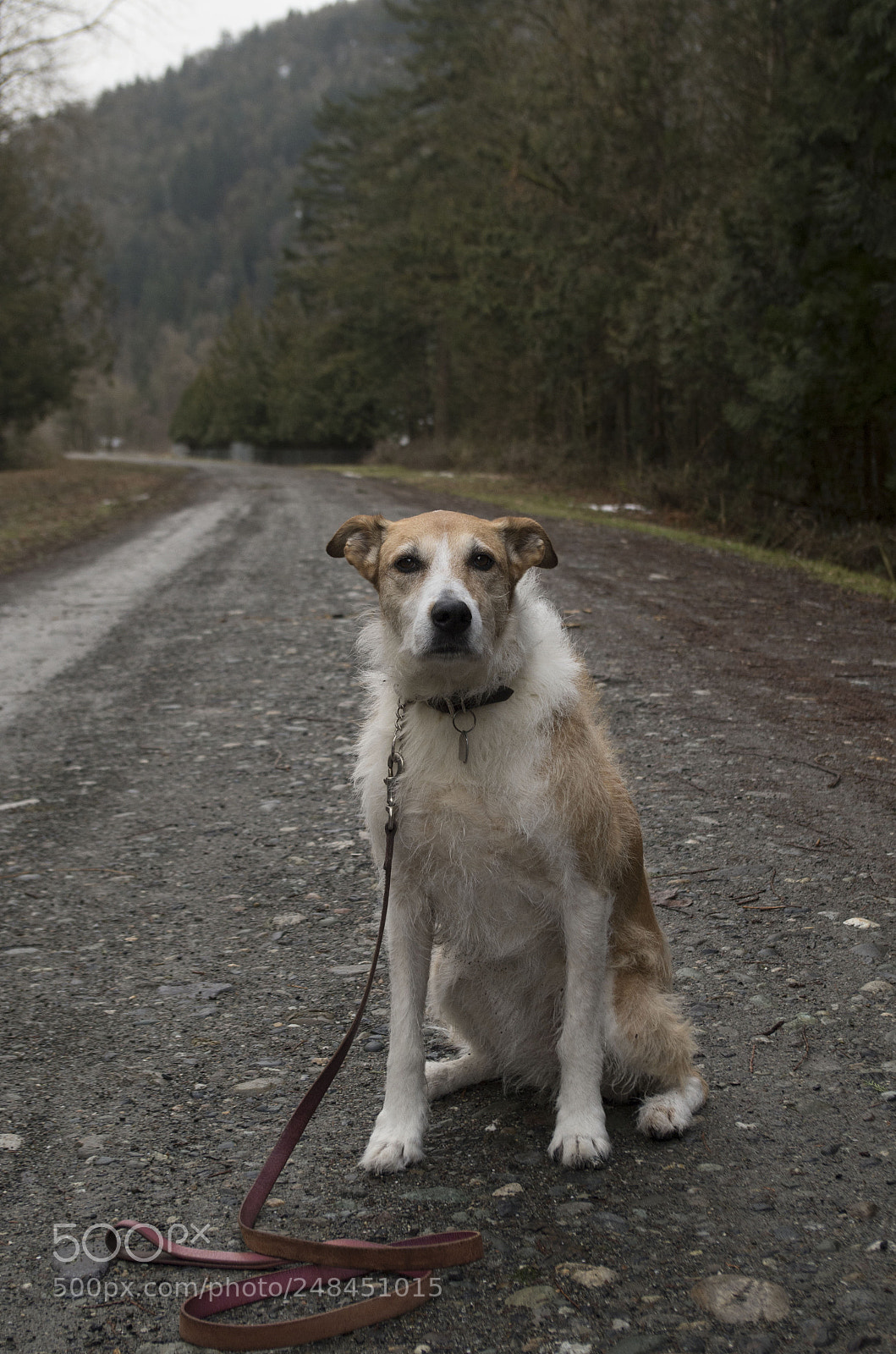 Pentax K-50 sample photo. Chilliwack - riverside walks photography