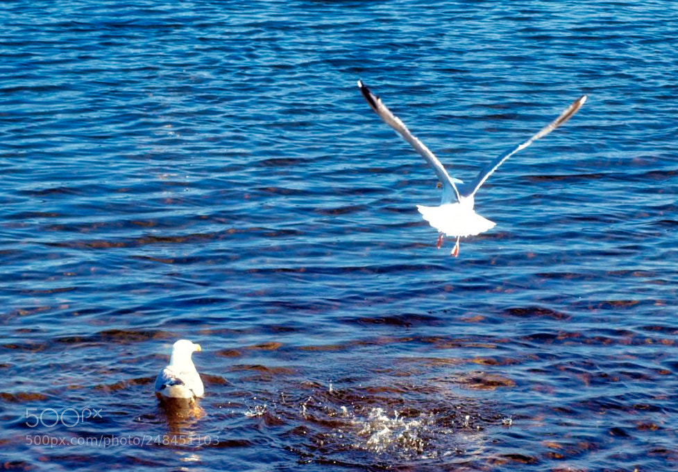 Olympus E-520 (EVOLT E-520) sample photo. This is gabarus cape photography