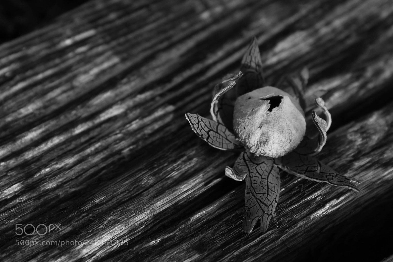 Canon EOS 60D sample photo. In grain photography