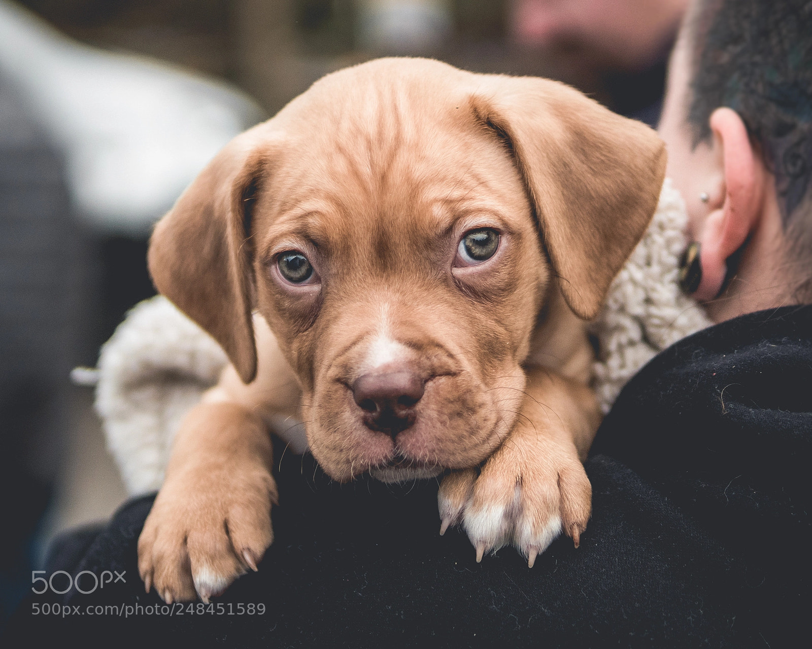 Sony a6500 sample photo. Dogue photography