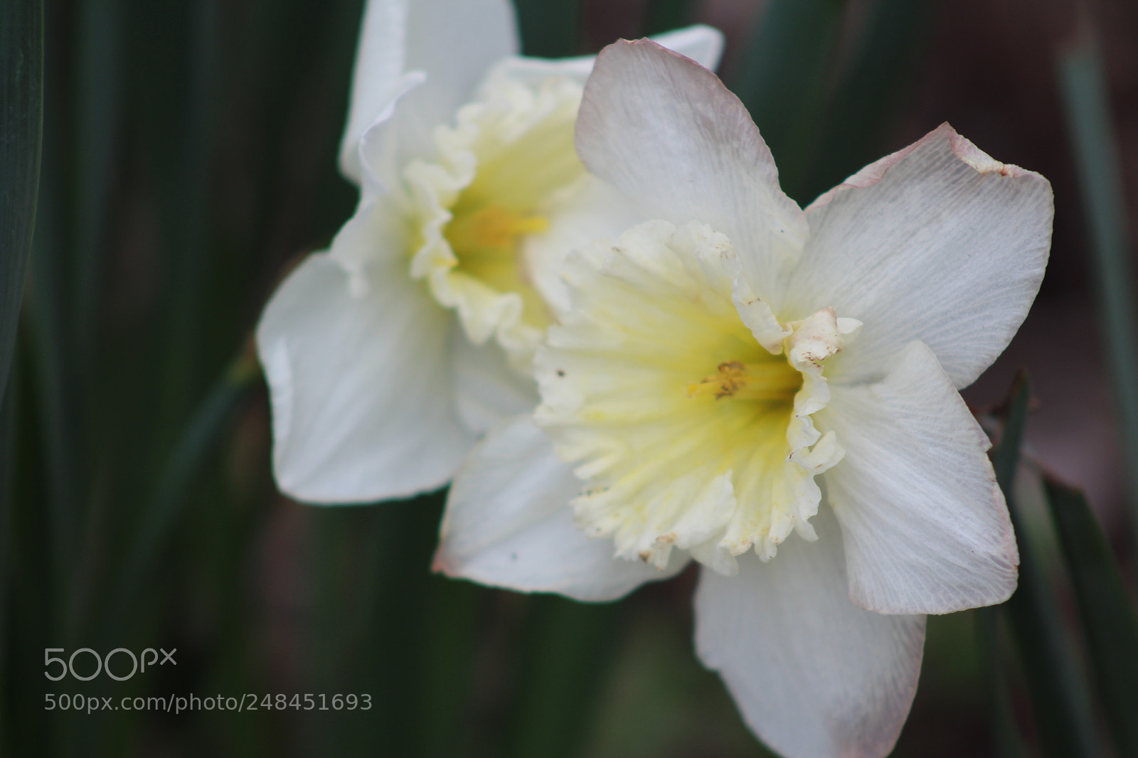 Canon EF 75-300mm f/4-5.6 sample photo. Daffodils photography