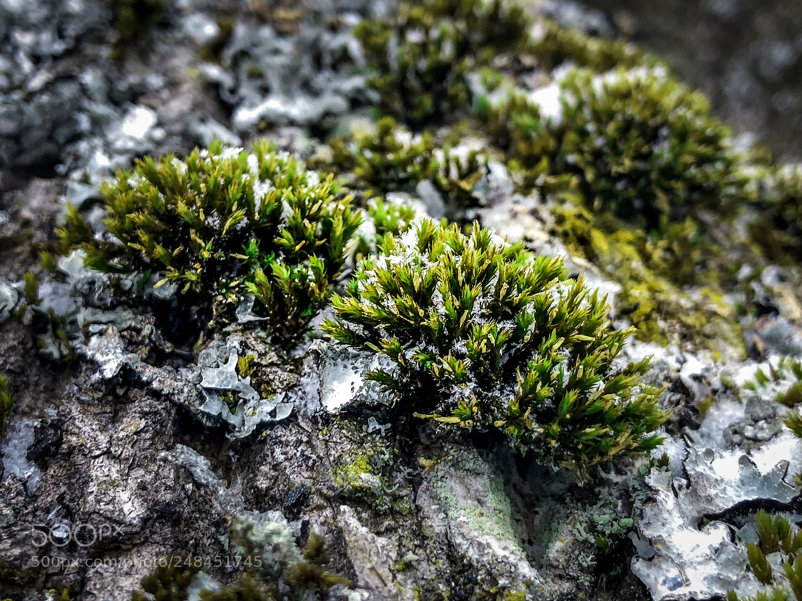 Apple iPhone X sample photo. Mossy winter photography
