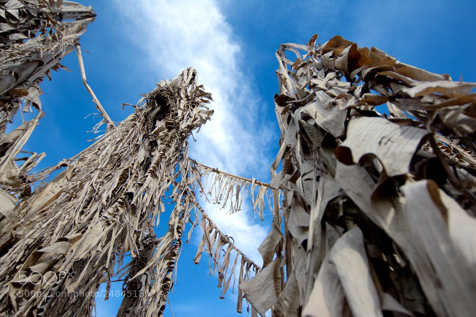Nikon D5200 sample photo. Skeletall photography