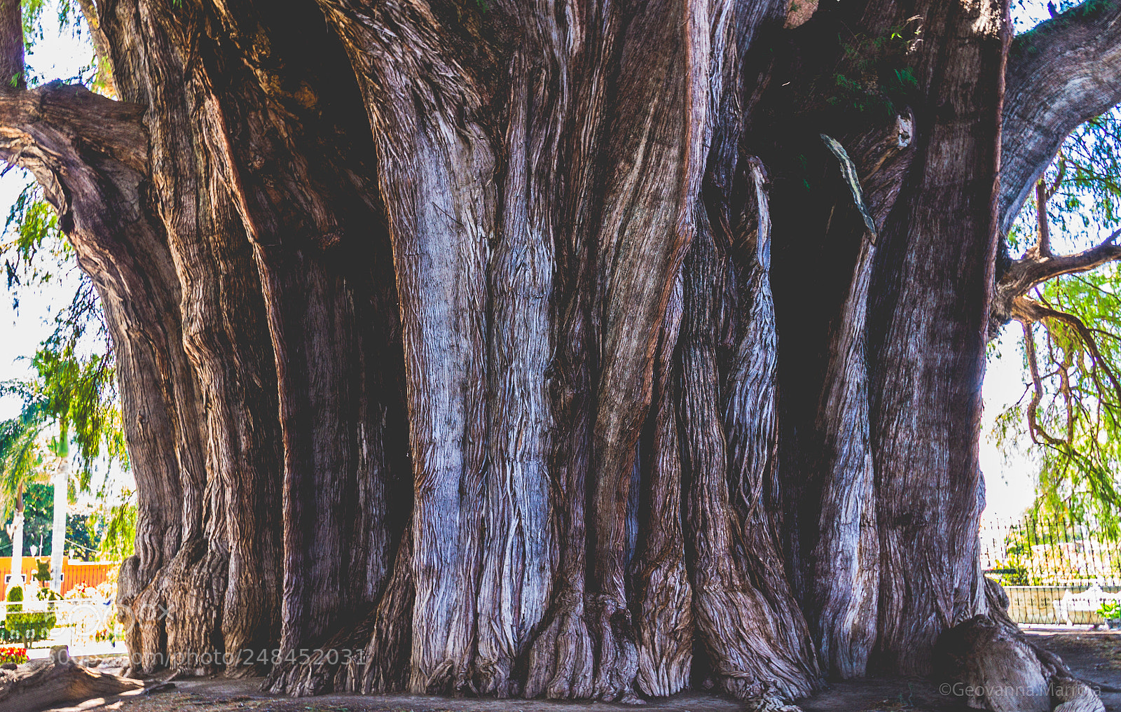 Canon EOS 7D sample photo. Tree photography