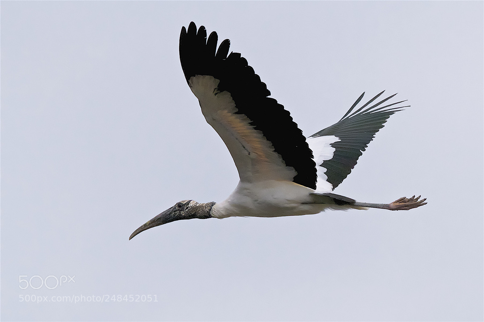 Canon EOS 7D sample photo. Wood stork in flight photography