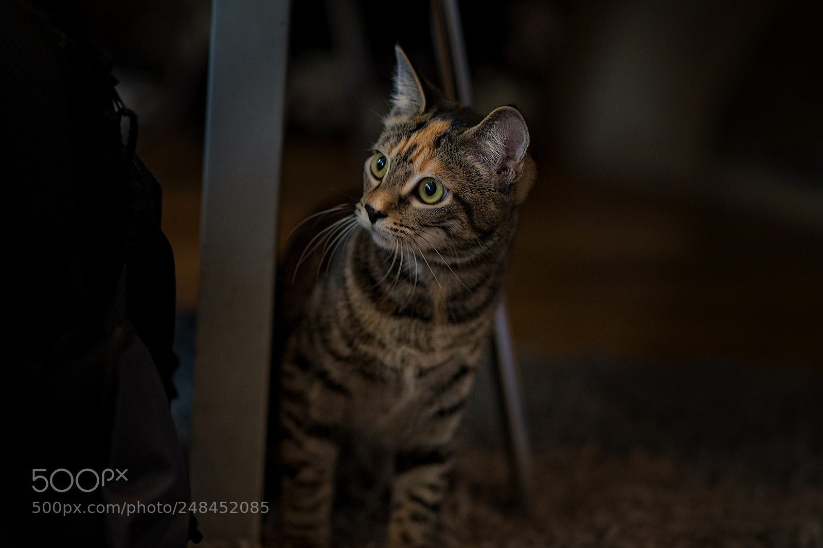 Sony SLT-A99V sample photo. Kity photography