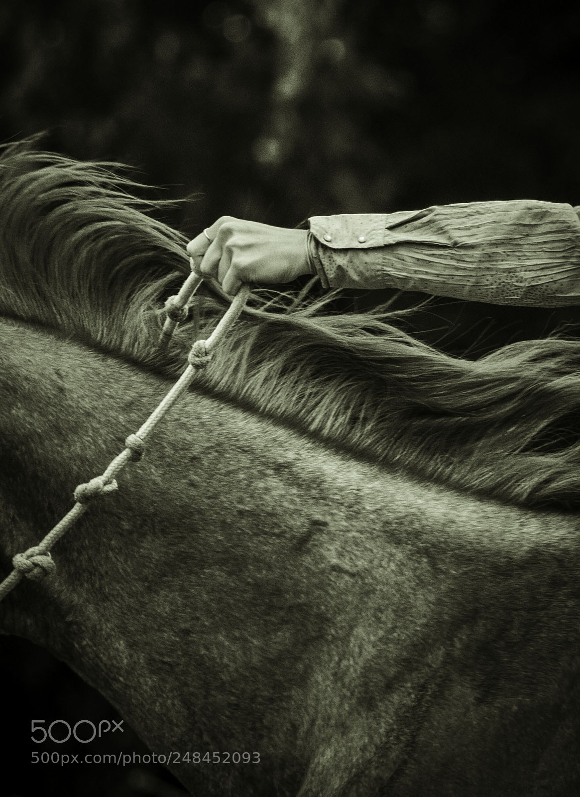 Canon EOS 7D sample photo. Horse photography
