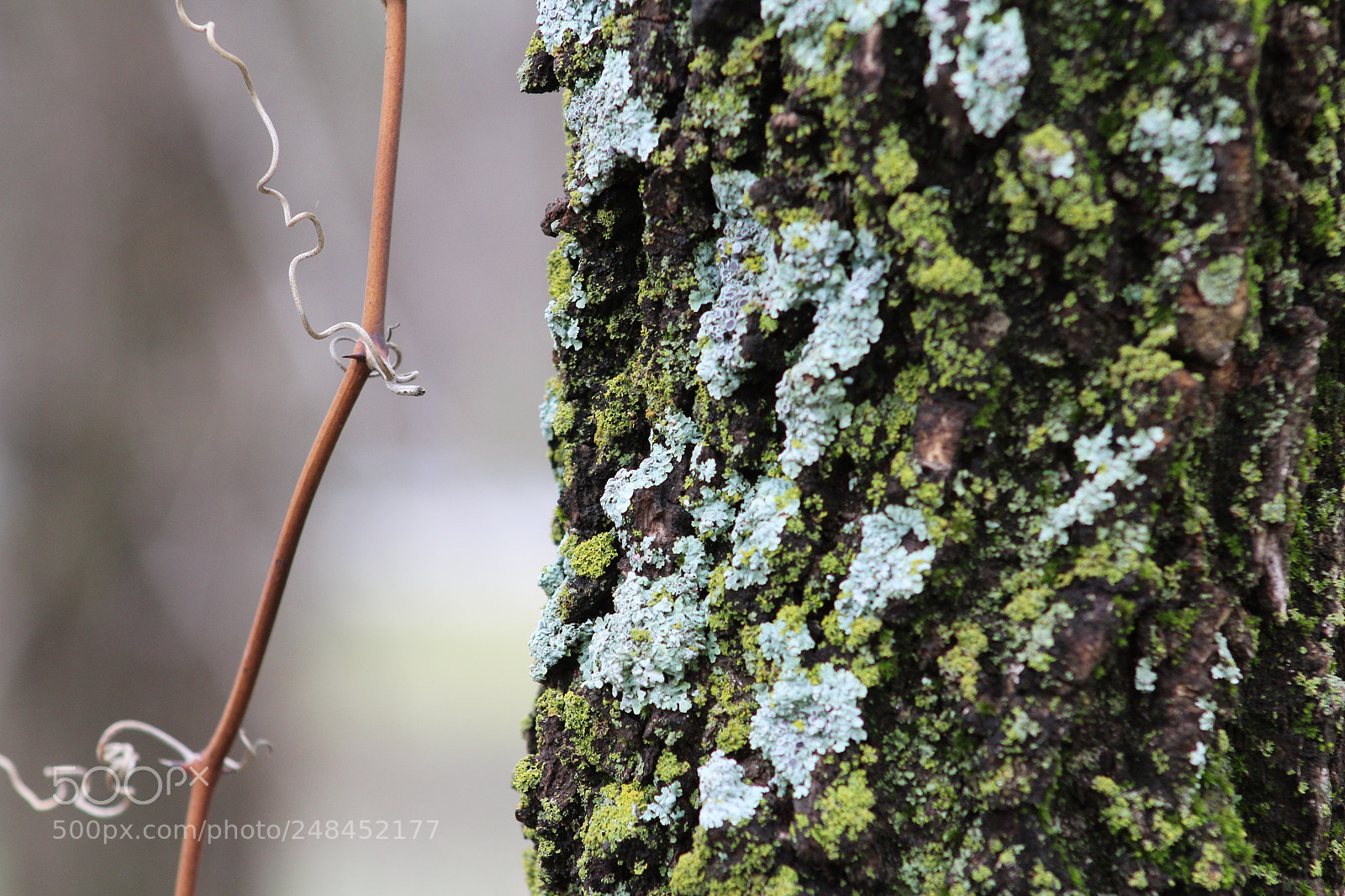Canon EF 75-300mm f/4-5.6 sample photo. Lichen photography