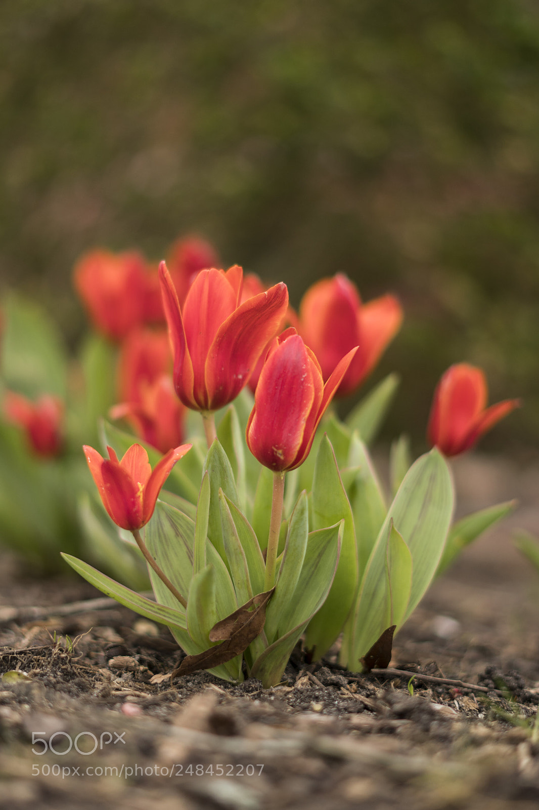Sony a6300 sample photo. Dsc photography