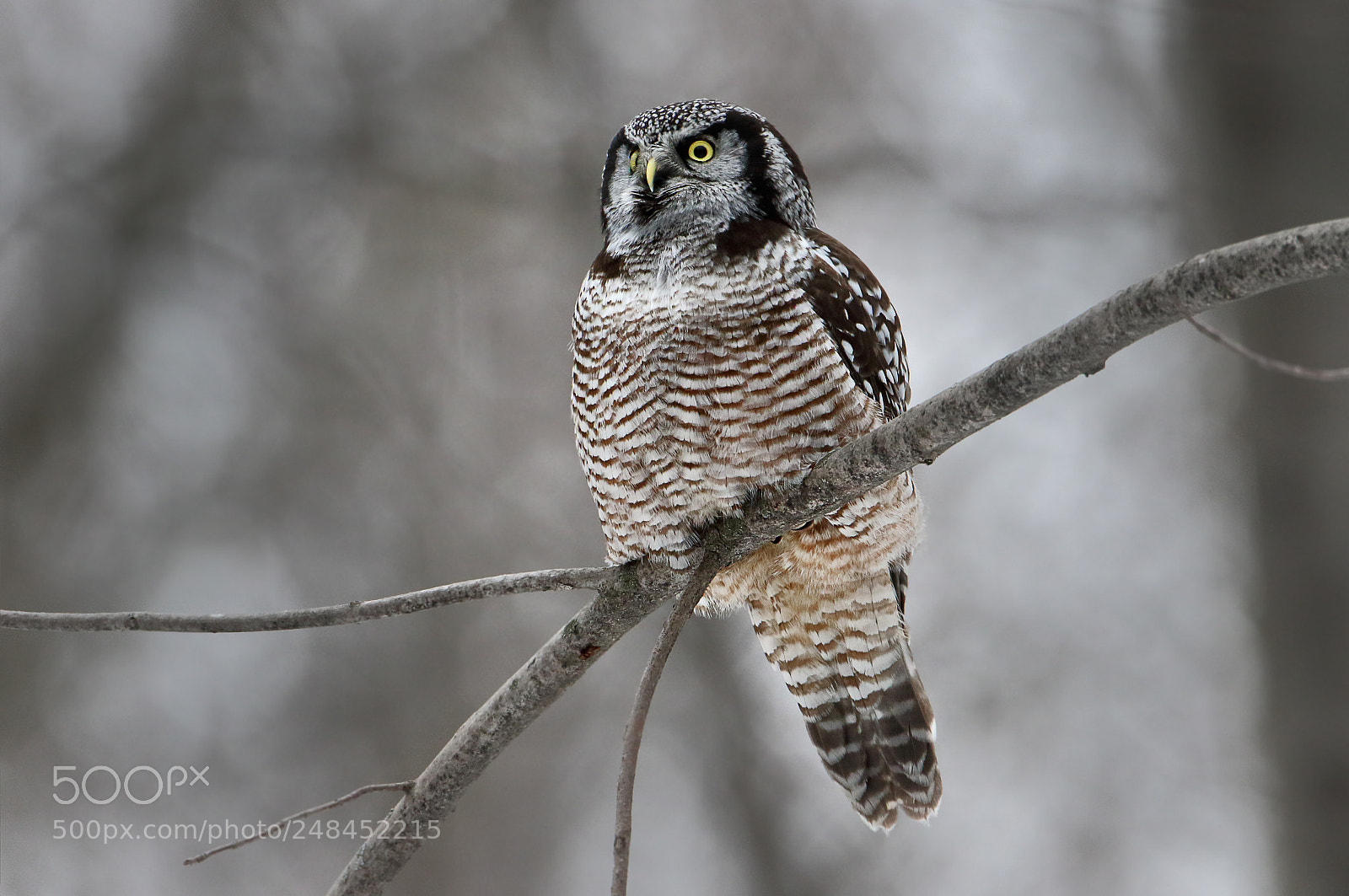 Canon EOS 7D Mark II sample photo. Northern hawk owl photography