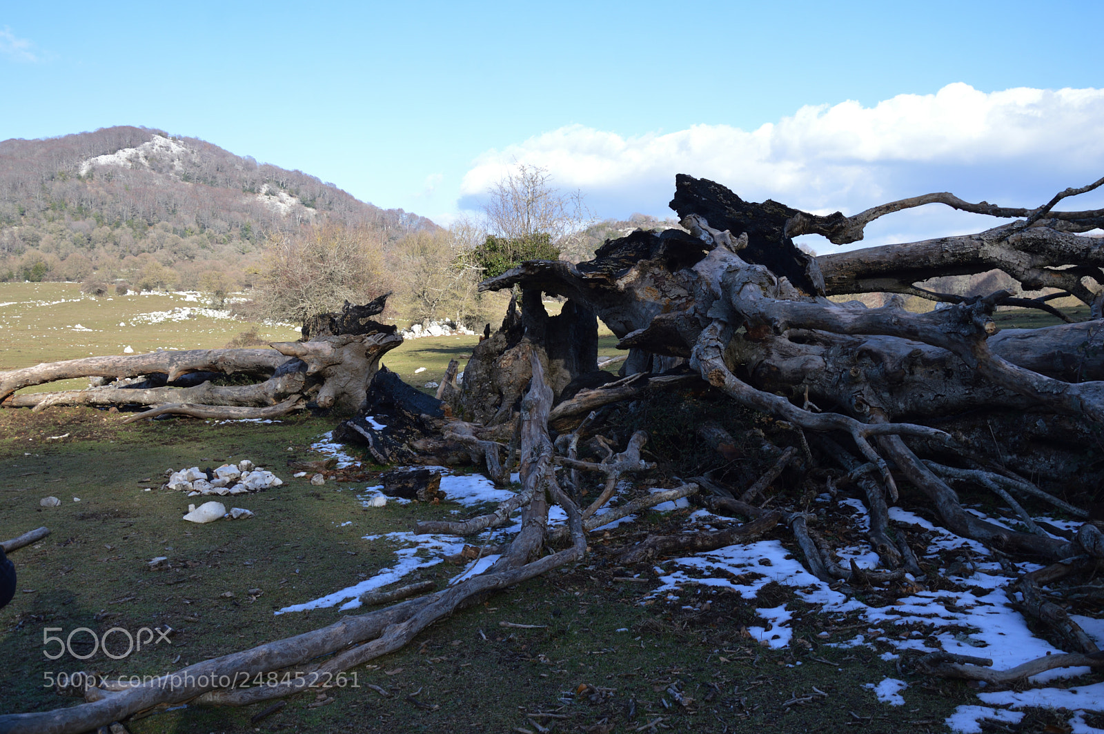 Nikon D3200 sample photo. Trunk struck by lightning photography