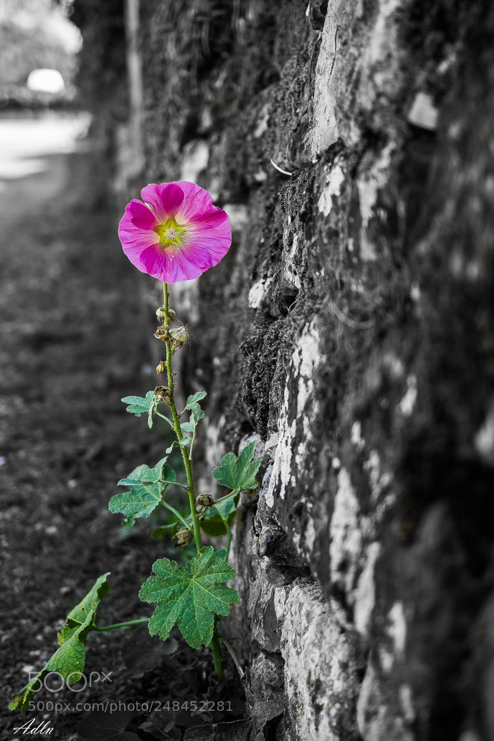 Canon EOS 600D (Rebel EOS T3i / EOS Kiss X5) sample photo. A little life, in photography