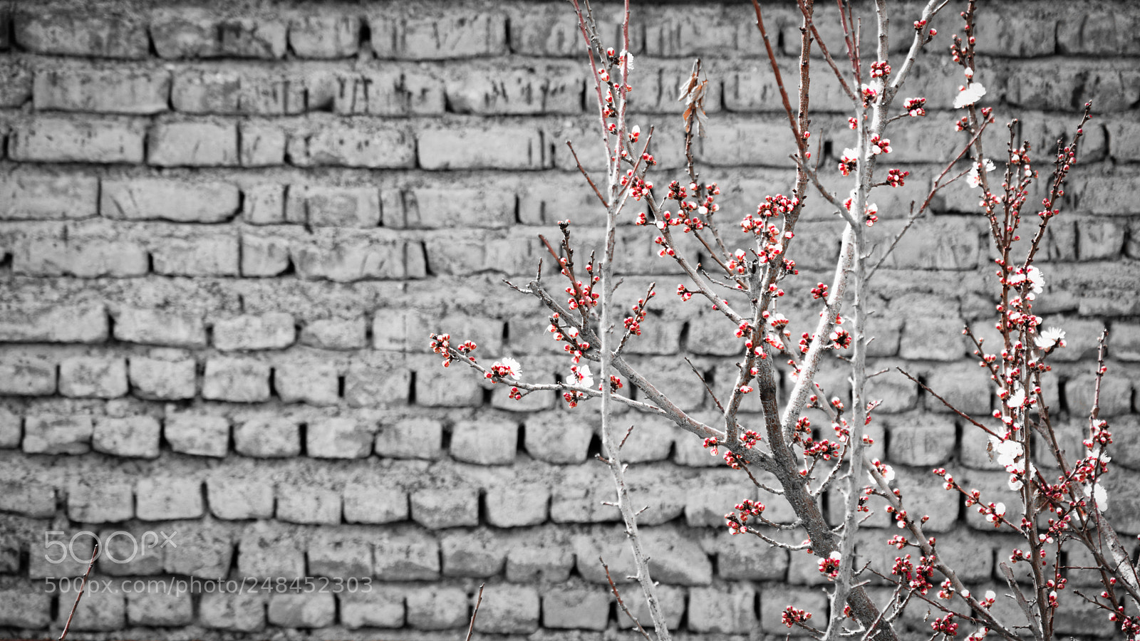 Nikon D7100 sample photo. Blossom... photography