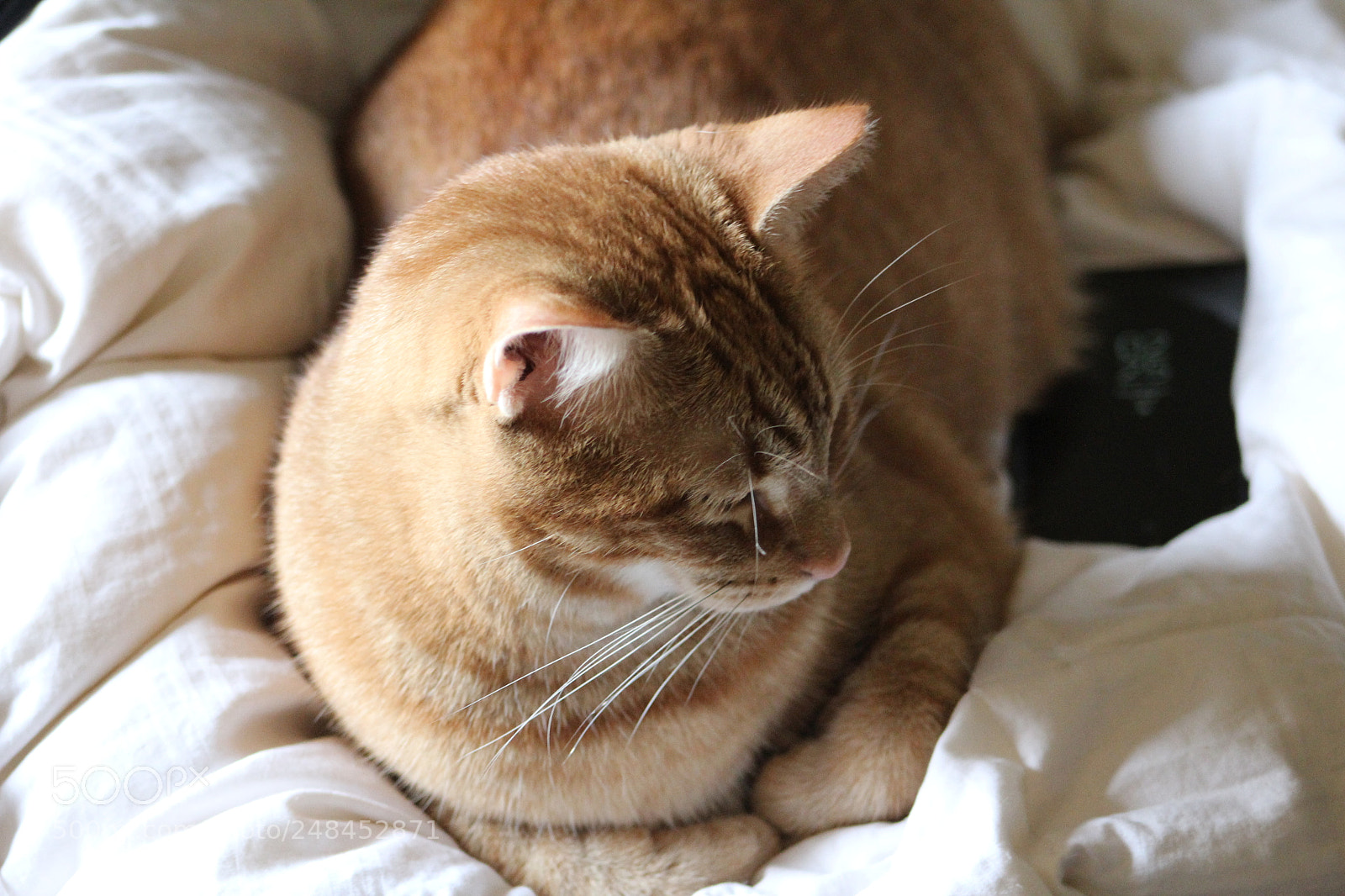 Canon EF 75-300mm f/4-5.6 sample photo. Cozy photography