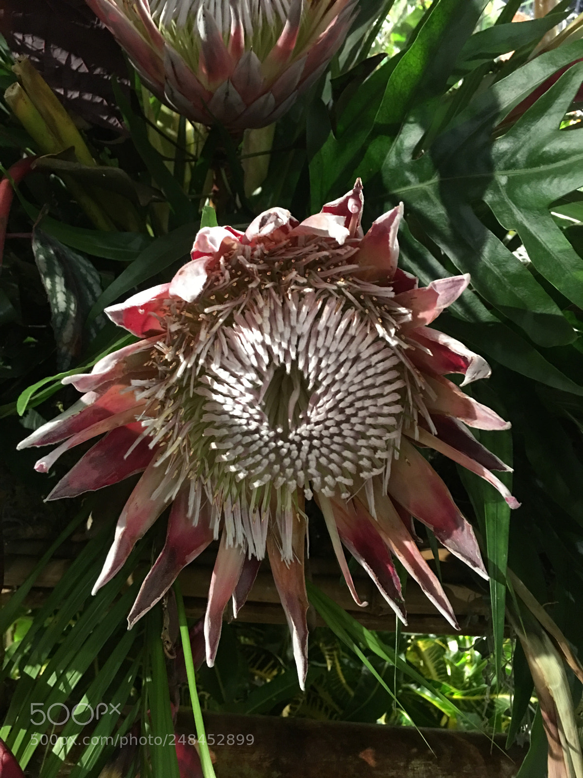 Apple iPhone 6s Plus sample photo. Philadelphia flower show 2018 photography