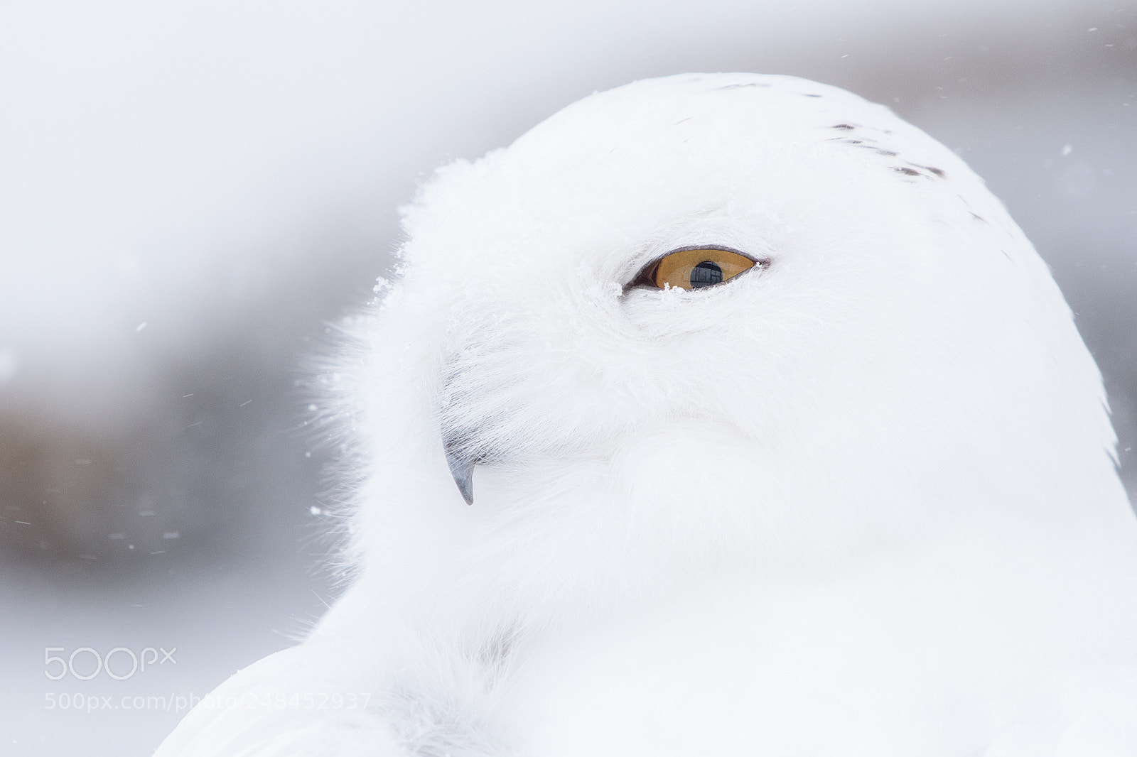 Nikon D500 sample photo. Snowy owl in snowy photography